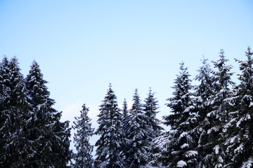 snow covered trees