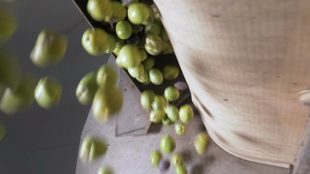 Olives falling in the crusher- South of Italy- slow motion