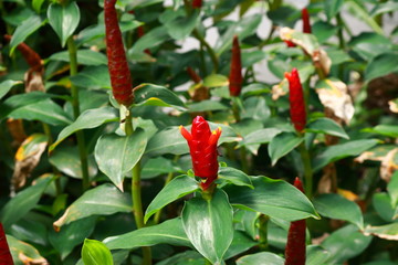 closeup picture of red ginger blooming in garden