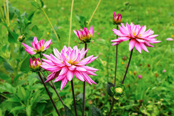 pink dahlias in the garden after the rain