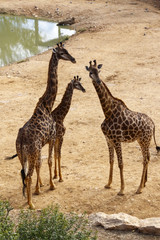 Family of giraffes standing on sandy ground