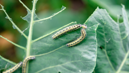 Close up caterpillars eat cabbage leaves