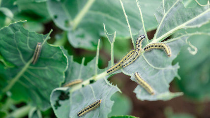 Close up caterpillars eat cabbage leaves