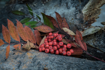 bunch of red Rowan berries and leaves
