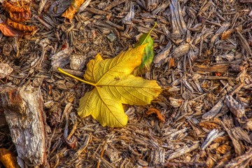 Yellow autumn leaves on the background a old wood  / Background for artwork and design