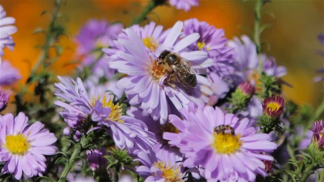 bee Collects nectar for autumn,honey bee collects pollen from the autumn colors of aster violet