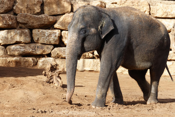 Large Indian elephant on the background of a wall of stoneы