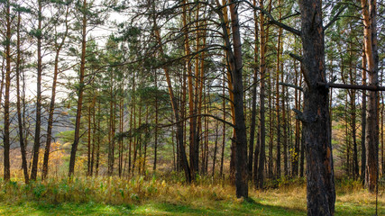 inside the coniferous forest at sunset