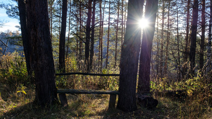 Wooden bench between two trees in the forest