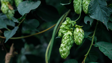 Green fresh hops cones