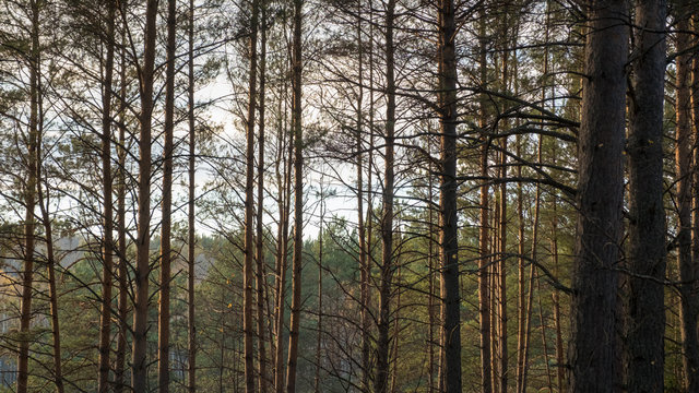 inside the coniferous forest at sunset