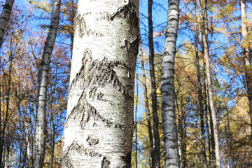 beautiful scene with birches in yellow autumn birch forest in october among other birches in birch grove