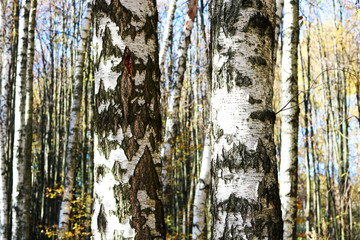 beautiful scene with birches in yellow autumn birch forest in october among other birches in birch grove