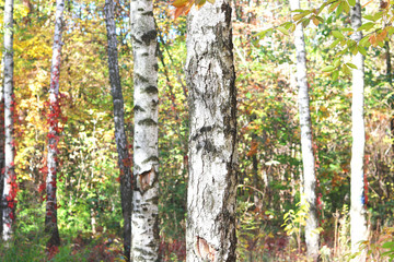 beautiful scene with birches in yellow autumn birch forest in october among other birches in birch grove