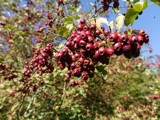 Herbst, Kamen Westick, 2018