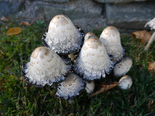 Herbst 2018 Kamen Westick