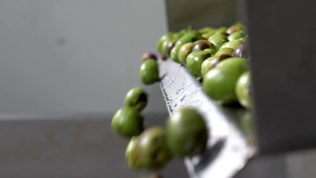 Olive oil mill- selectioned olives falling in the crusher- south of Italy