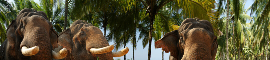 Face of Asian Elephant, or Indian