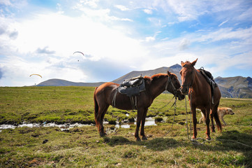 Fototapeta na wymiar Horses on the background of mountains with hang-gliders in the sky, near the Georgian military road