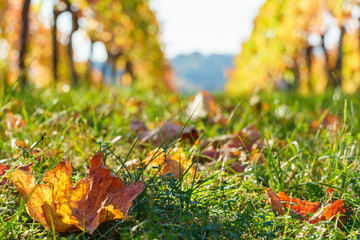 Herbststimmung im Weinberg