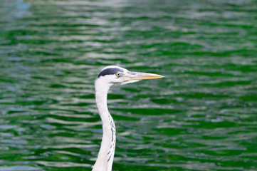 Waterfowl in zoological garden.Osaka,japan.