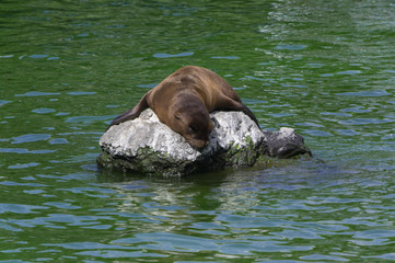 Fototapeta premium Sea lion in zoological garden.Osaka,japan.