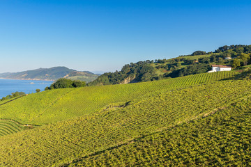 Obraz premium Txakoli vineyards with the Cantabrian sea in the background, Getaria, Spain