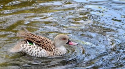 Cape Teal