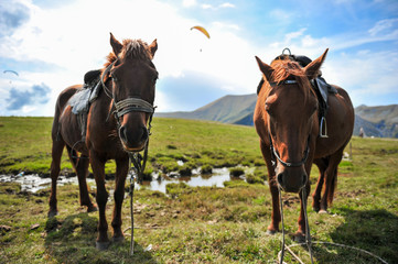 Horses on the background of mountains with hang-gliders in the sky, near the Georgian military road