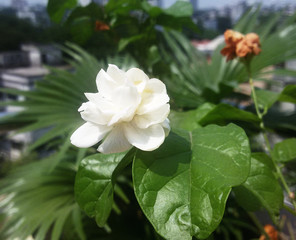 Beautiful Arabian jasmine (Jasminum sambac) flower