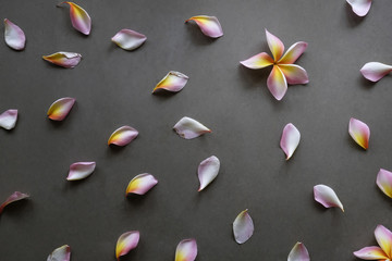 Flat lay top view Wallpaper pattern of plumeria flowers laying on Dark table background.