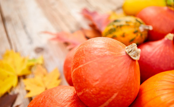 Close-up of pumpkins and autumn leaves background. Selective focus, shallow DOF.