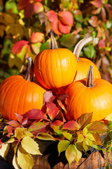 Autumn pumpkins on wood with abstract fall leaves background