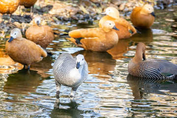 Chloephaga picta in water
