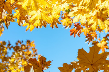 Naklejka na ściany i meble autumn yellow leaves against blue sky background