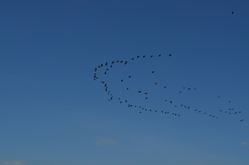 Baikal birds
