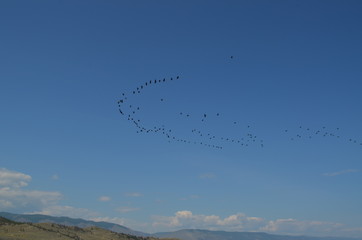 Baikal birds