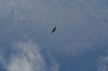 Baikal birds
