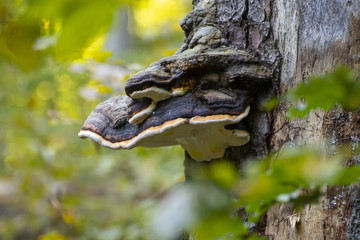 just mushroom on trunk