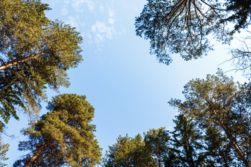 Obraz premium Look up at the blue sky with white clouds in a green forest.