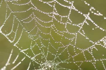 Naklejka premium Close up spider web with water drops in morning. 
