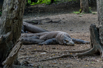 Komodo Dragon, Biggest Lizard -Komodo National Park, Indonesia, Asia