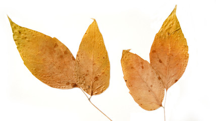 сухие листья