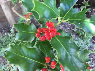 Red berries on branch