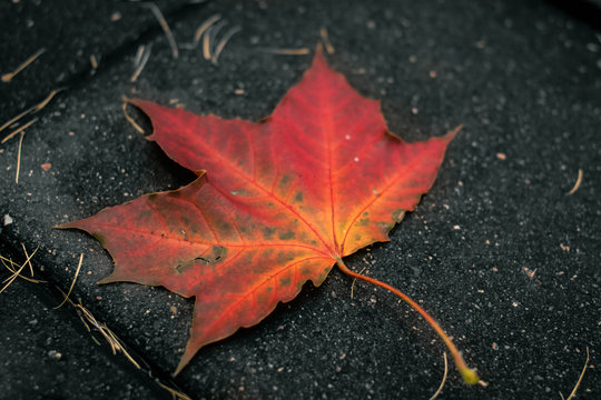 Maple leaf on the ground - photo of cloudy autumn