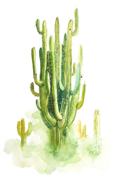 Watercolor hand drawn spiky cactus isolated on white