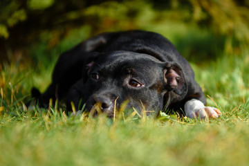 Male breed Staffordshire bull Terrier lies on the grass under a tree.
