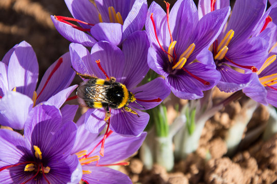 abeja polinizando flor del azafrán