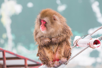 Japanese snow monkey (macaques) in the winter