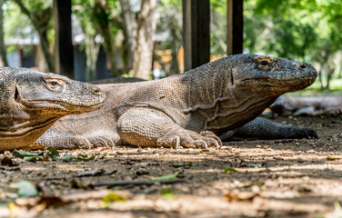 Komodo Dragon, Biggest Lizard -Komodo National Park, Indonesia, Asia